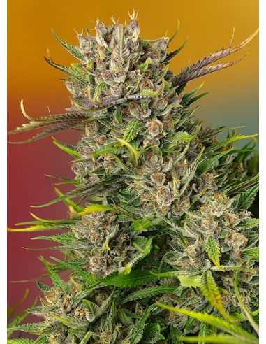 PAPAYA ZOAP AUTO SWEET SEEDS