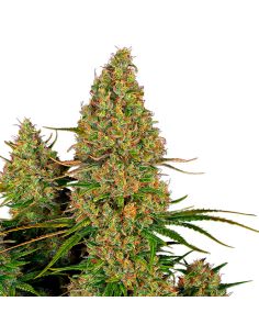 STICKY ORANGE XXL AUTO SENSI SEEDS