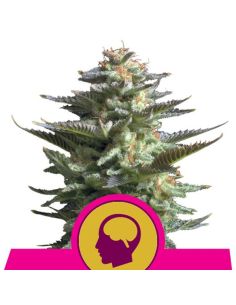 AMNESIA HAZE ROYAL QUEEN