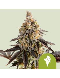 AUTO COOKIES GELATO ROYAL QUEEN