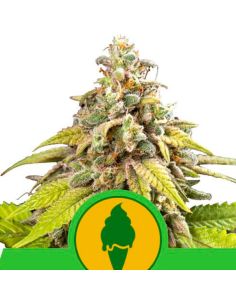 AUTO GREEN GELATO ROYAL QUEEN