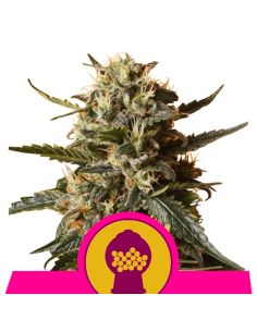 BUBBLEGUM XL FEMINIZADA ROYAL QUEEN Royal Queen