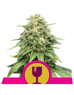 CRITICAL FEMINIZADA ROYAL QUEEN