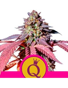 PURPLE QUEEN FEMINIZADA ROYAL QUEEN