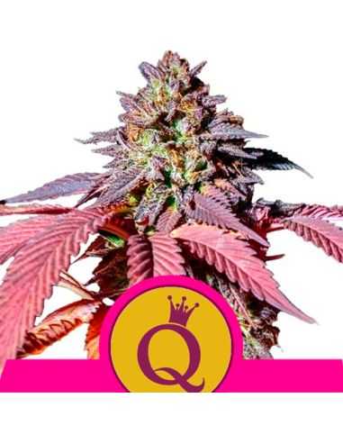 PURPLE QUEEN FEMINIZADA ROYAL QUEEN