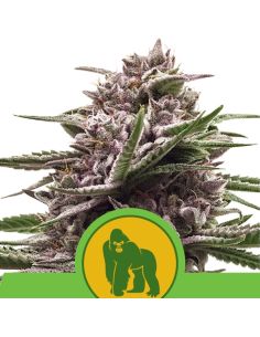 AUTO ROYAL GORILLA ROYAL QUEEN