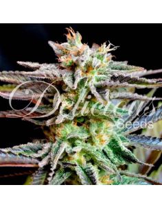 SUGAR BLACK ROSE AUTO DELICIOUS