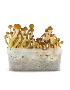 Comprar KIT DE CULTIVO ECUADOR
