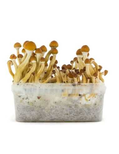 Comprar KIT DE CULTIVO ECUADOR