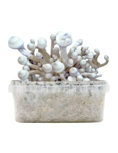 Comprar KIT DE CULTIVO LEUCISTIC GOLDEN TEACHER ALBINO