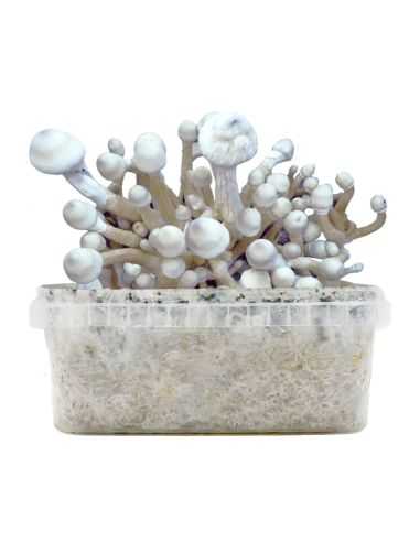 Comprar KIT DE CULTIVO LEUCISTIC GOLDEN TEACHER ALBINO