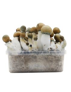 Comprar KIT DE CULTIVO MELMAC TRASHER HYBRID