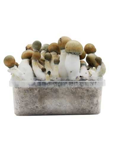 Comprar KIT DE CULTIVO MELMAC TRASHER HYBRID