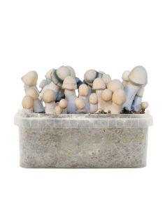 Comprar KIT DE CULTIVO YETI HYBRID