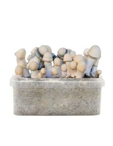 Comprar KIT DE CULTIVO YETI HYBRID