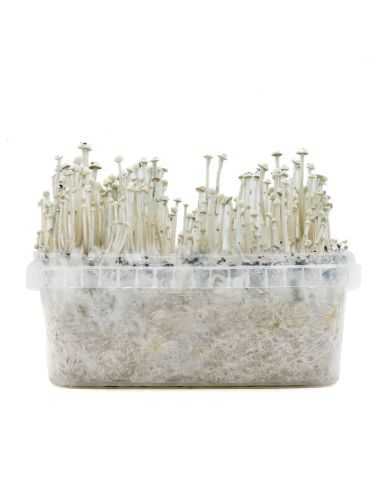 Comprar KIT DE CULTIVO PANAEOLUS CYANESCENS