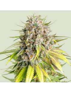 ROYALE QUEEN X MIKE TYSON PUNCH PIE