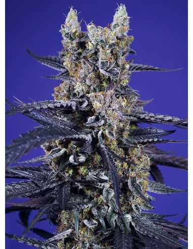 SUPER BOOF XL AUTO SWEET SEEDES BARNEY'S FARM