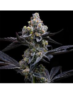 GARLIC COOKIES BARNEYS FEMINIZADA