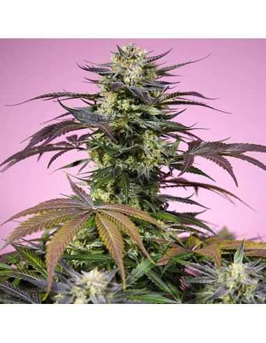 Comprar GELONADE SWEET SEEDS FEMINIZADA SWEET SEEDS