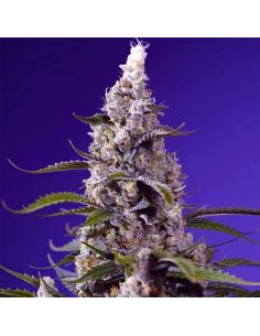 Comprar BANANA CREAM CAKE AUTO SWEET SEEDS SWEET SEEDS