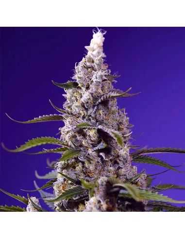 Comprar BANANA CREAM CAKE AUTO SWEET SEEDS SWEET SEEDS
