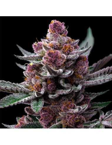 SELECCION DE SEMILLAS EL BARBA420