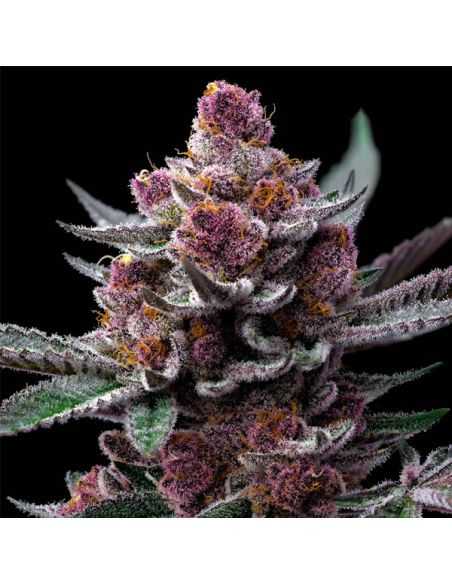 SELECCION DE SEMILLAS EL BARBA420