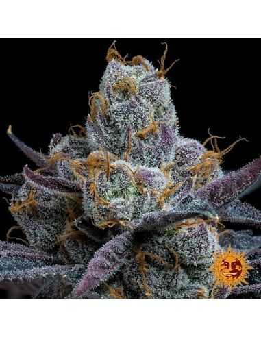 SELECCION DE SEMILLAS EL BARBA420