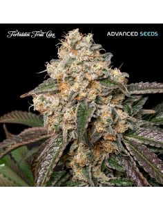 ADVANCED SEEDS PACK