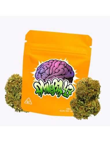 AMNESIA 47 FLORES CBD GORILLA GRILLZ 5G