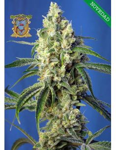 GREEN POISON CBD SWEET SEEDS