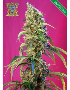 BLACK JACK CBD SWEET SEEDS SWEET SEEDS