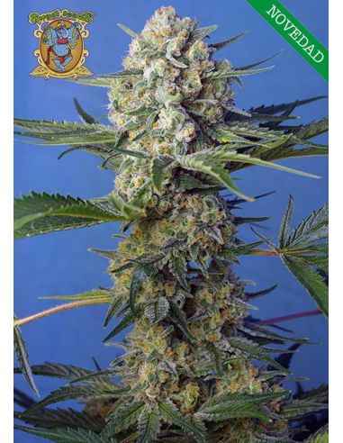 CRYSTAL CANDY F1 FAST VERSION SWEET SEEDS