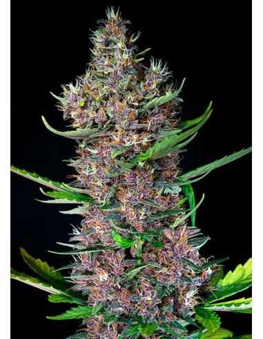 RED POISON AUTO SWEED SEEDS SWEET SEEDS