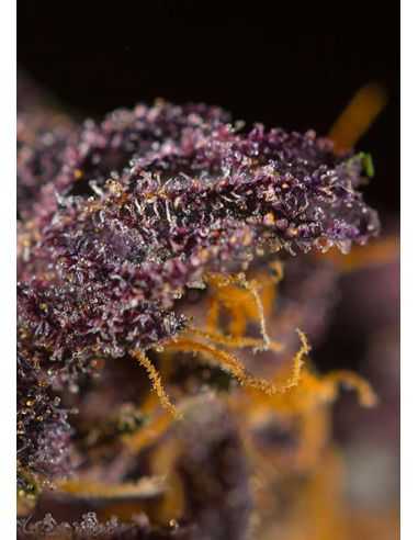 RED POISON AUTO SWEED SEEDS SWEET SEEDS