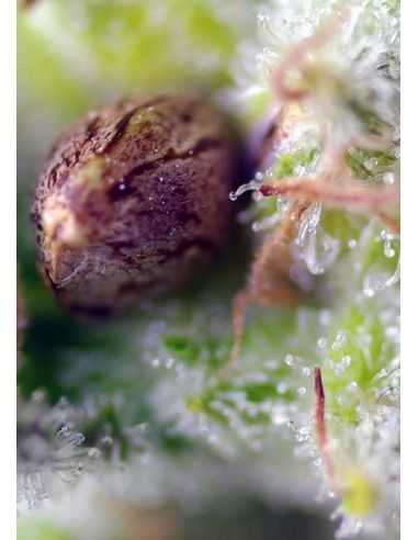 KILLER KUSH AUTO SWEET SEEDS SWEET SEEDS