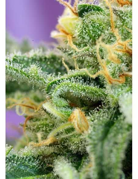 KILLER KUSH AUTO SWEET SEEDS SWEET SEEDS