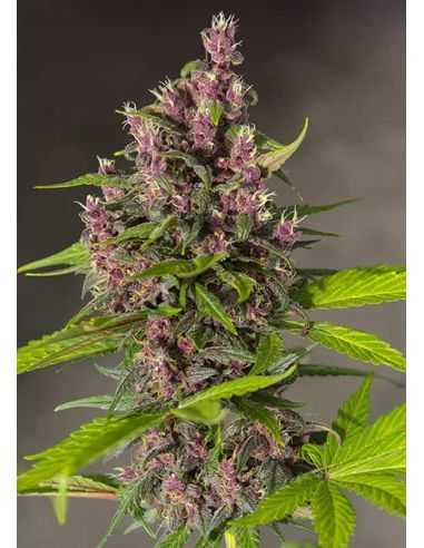 BLOODY SKUNK AUTO SWEET SEEDS