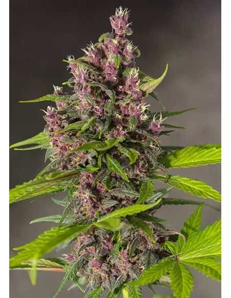 BLOODY SKUNK AUTO SWEET SEEDS