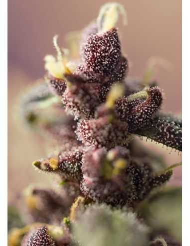 BLOODY SKUNK AUTO SWEET SEEDS