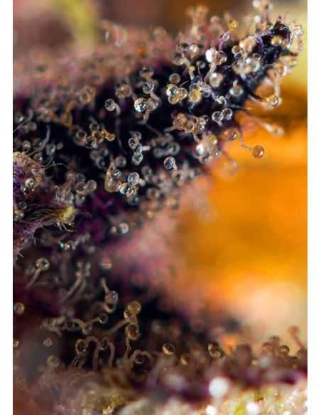 DARK DEVIL AUTO SWEET SWEET SEEDS