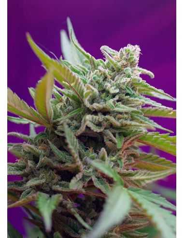 BLACK CREAM AUTO SWEET SEEDS