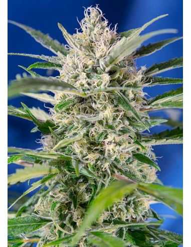 CRYSTAL CANDY AUTO SWEET SWEET SEEDS