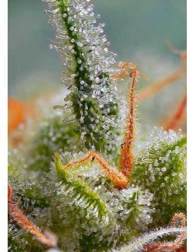 CRYSTAL CANDY AUTO SWEET SWEET SEEDS