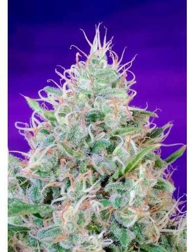 GREEN POISON FEMINIZADA SWEED SEEDS SWEET SEEDS