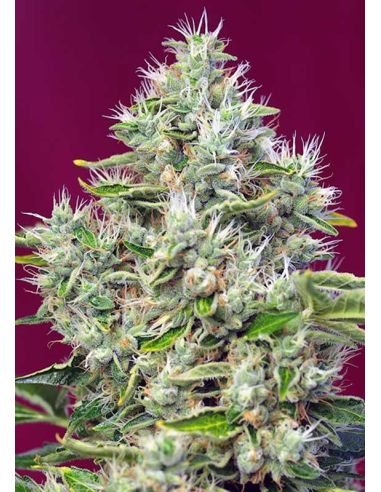 SAN FERNANDO LEMON KUSH SWEET SEEDS