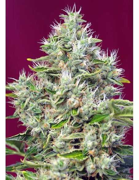 SAN FERNANDO LEMON KUSH SWEET SEEDS