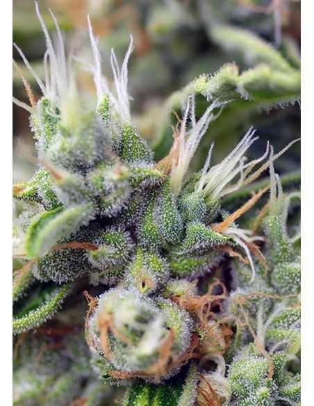 SAN FERNANDO LEMON KUSH SWEET SEEDS