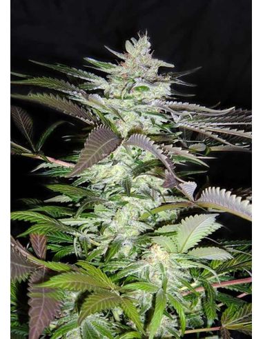 BLACK JACK FEMI SWEET SWEET SEEDS